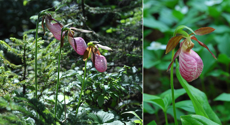 Orchidées du Québec en 3 épisodes Planch46