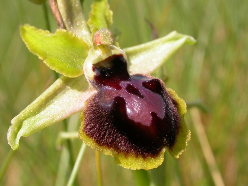 Ophrys passionis ( Ophrys de la Passion ) 280610