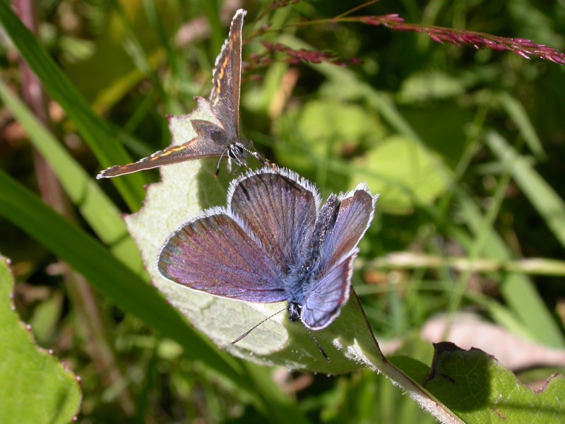 Quelques trop rares images de papillons dans les alpes Dscn4217