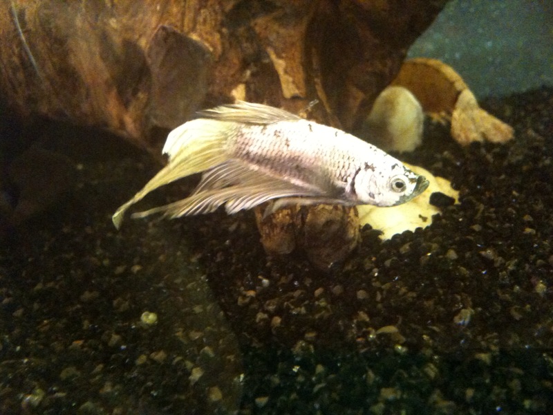 Mon petit "silver" Betta110