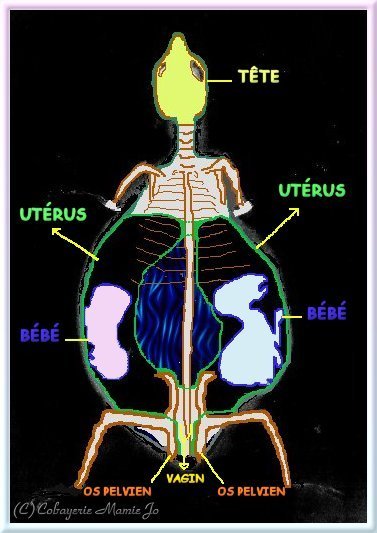 quand la grossesse parait... Uterus10