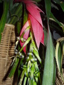 fleur de Billbergia nutans Pa060013