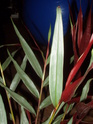 identification SVP [Alpinia luteocarpa] Pa110010