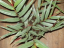 identification SVP [Alpinia luteocarpa] Pa110011