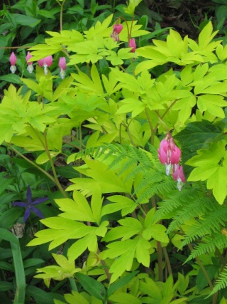 Dicentra spectabilis - Page 3 Img_4510