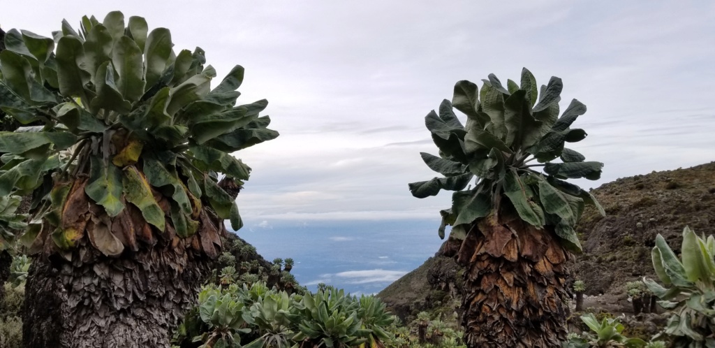 Montée du Kilimanjaro ^5895m 20181250