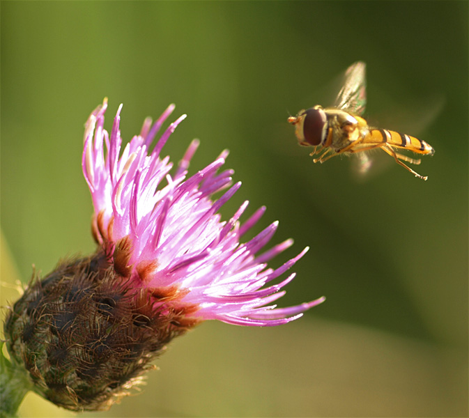 6 juillet sortie au Mont-Csar + Marais de Bresles P7059010