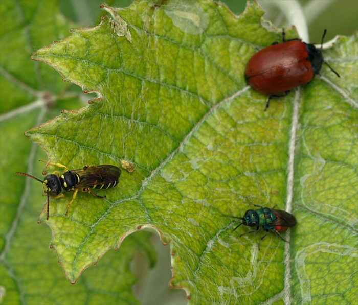 6 juillet sortie au Mont-Csar + Marais de Bresles P7069113