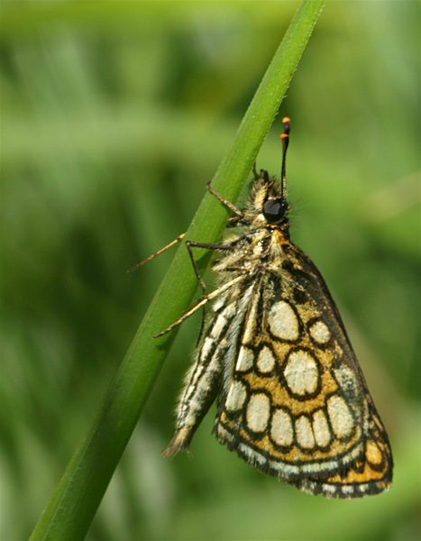 6 juillet sortie au Mont-Csar + Marais de Bresles P7069120