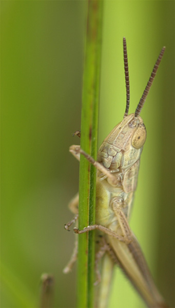 6 juillet sortie au Mont-Csar + Marais de Bresles P7069213