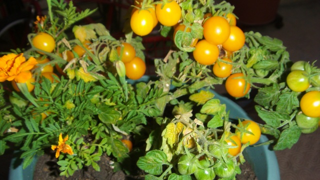 tomates cerises jaunes miam miam S73f2913