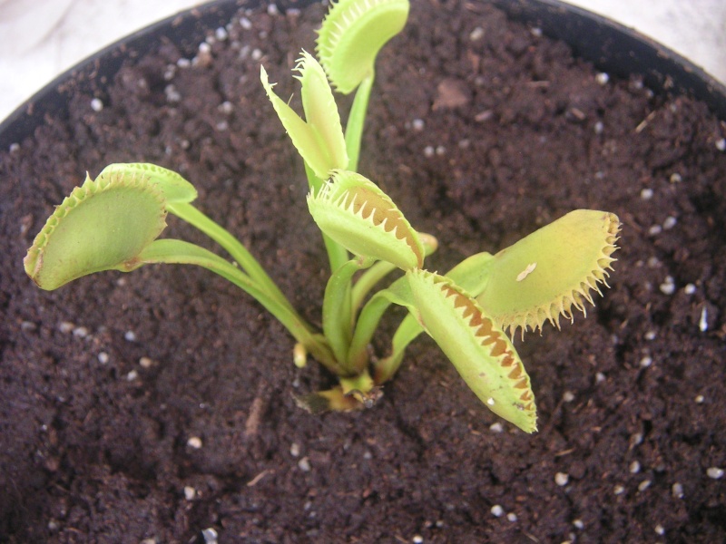 Dionaea Muscipula 'Dentate'/'Dentate traps'/'Dente' Pict0111