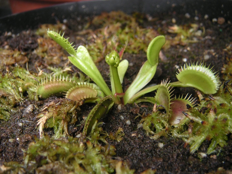Dionaea Muscipula 'Dentate'/'Dentate traps'/'Dente' Pict0458