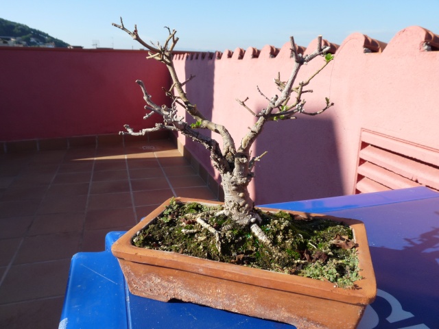 bonsai regalado - Aligustre japones - Regalo P1050511