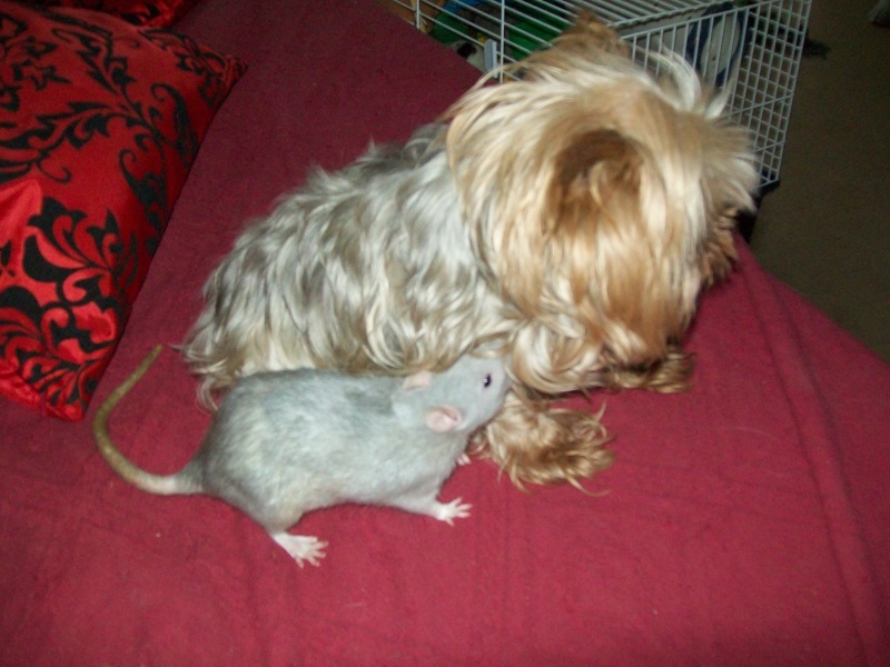 nouvelles photos de mes fifis et celle des rats de ma copine 101_0210