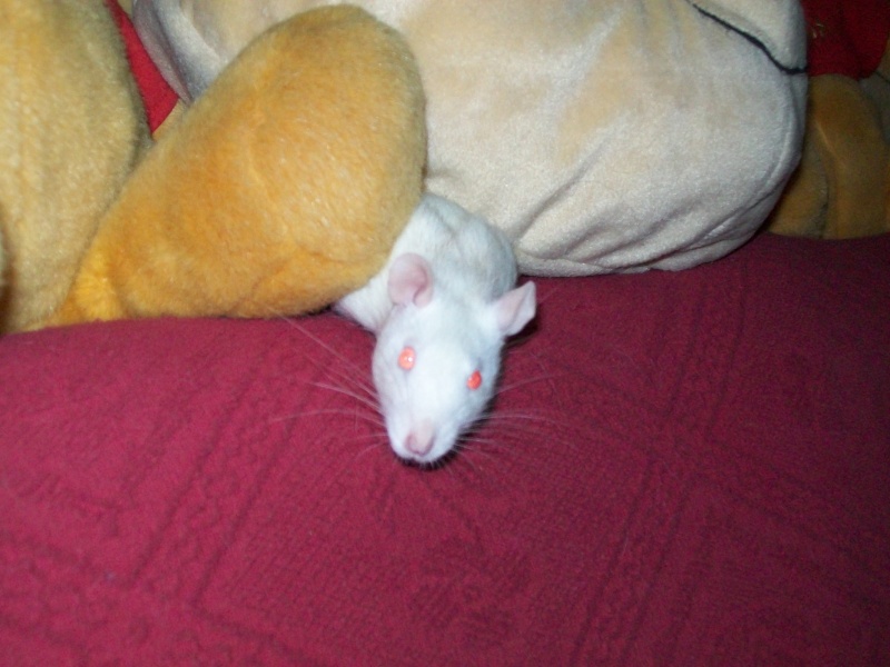 nouvelles photos de mes fifis et celle des rats de ma copine 101_0212