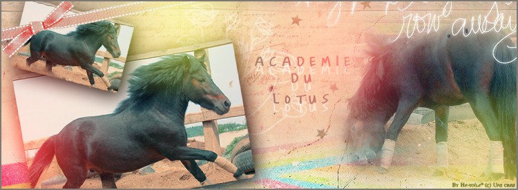 « Académie du Lotus »