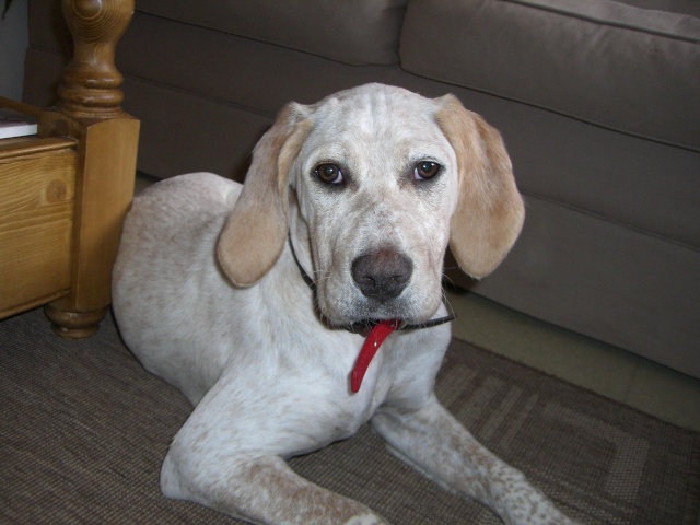 Sweety chiot femelle Braque/Setter 4 mois (60) Sweety10