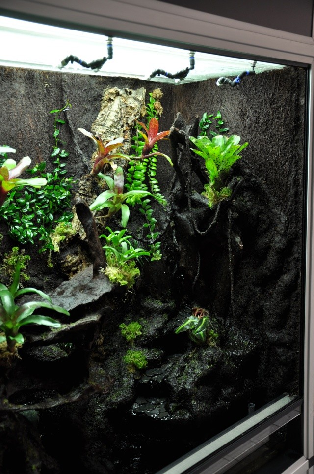 Terrarium tropical humide by "Le Pelu" 913