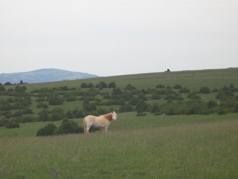 La ferme des Licornes d'Aphrosy, Img_5310