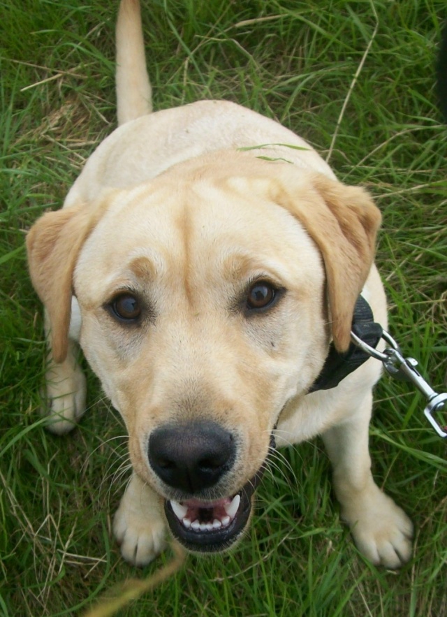 Canelle, femelle labrador sable, 10 mois, strilise Canell12