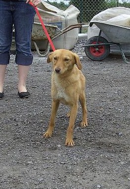 Capucine, jolie petite chienne Capuci11