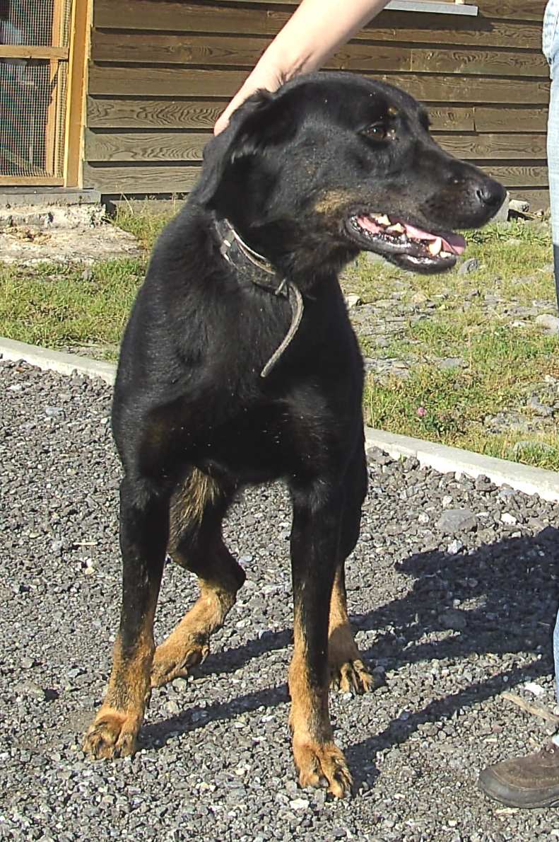 Lucky, superbe femelle Beauceron,3 ans et demi. Lucky_10