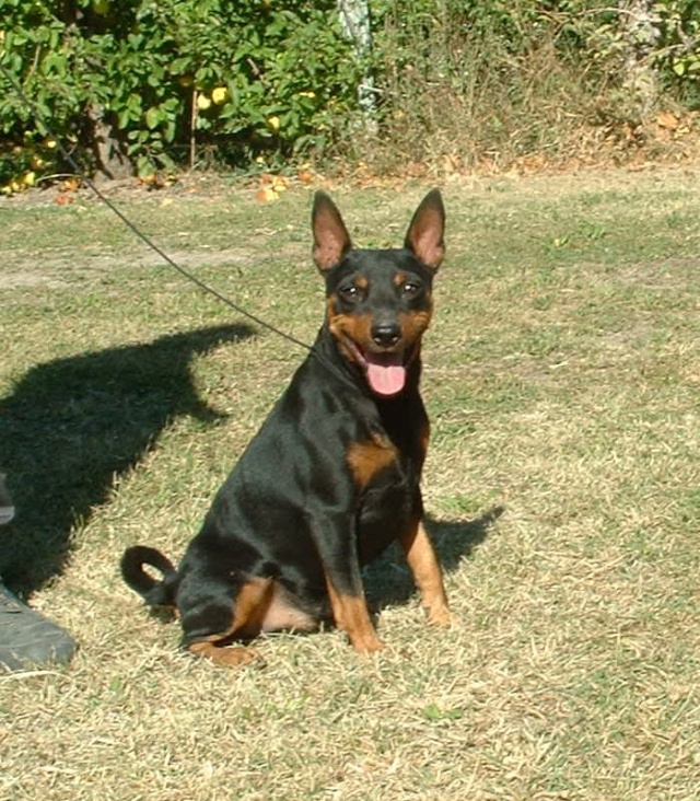 Baloo est à adopter ! (mâle noir & feu LOF) Baloo_10