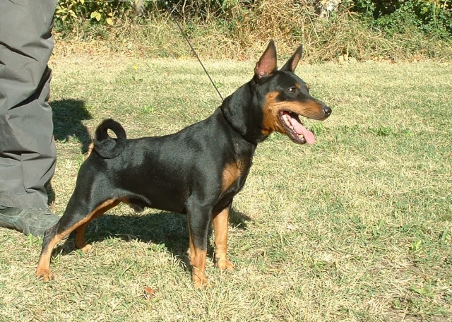 Baloo est à adopter ! (mâle noir & feu LOF) Baloo_12