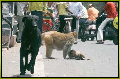 Un singe sauve son bébé d'un chien affamé...! 29299310