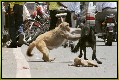 Un singe sauve son bébé d'un chien affamé...! 41738010