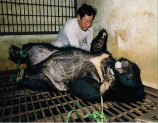 L'enfer des ours en Chine..! 53988010