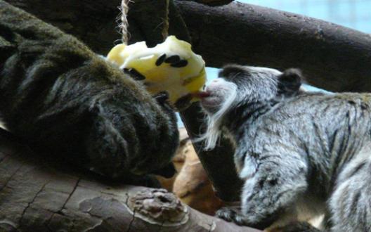 Tournée générale de glace au zoo d'Anvers...! 54906210