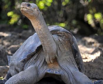 Une espèce de tortue géante s'est éteinte aux Galapagos.. Image111