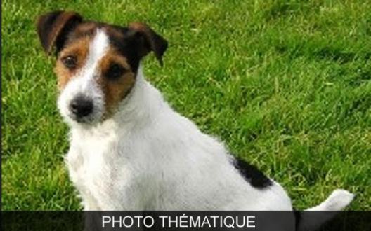 Belgique; Un jack russel sauve une fillette .. Jack210