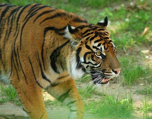 Les tigres de Birmanie, victimes collatérales de la guerre ! Photo_10