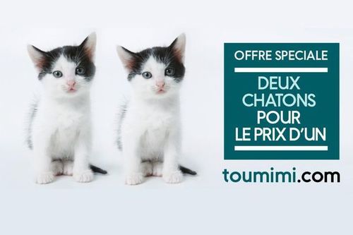 Campagne choc en Suisse : des chatons et des chiens soldés! Standa11