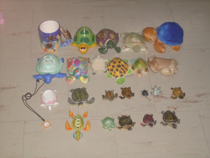 Ma petite collection Tortue10