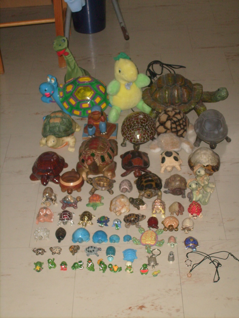 Ma petite collection Tortue11