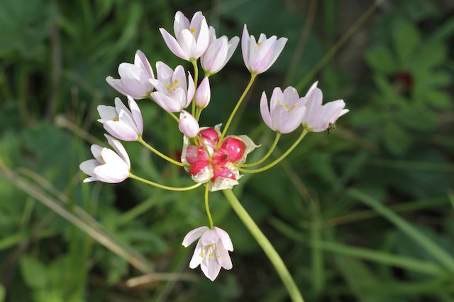 HERAKLEIA : un paradis pour orchidophiles Allium10