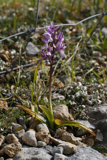 Majorque du 12 au 19 avril 2012. 2) Taxons hors Ophrys Olbien10