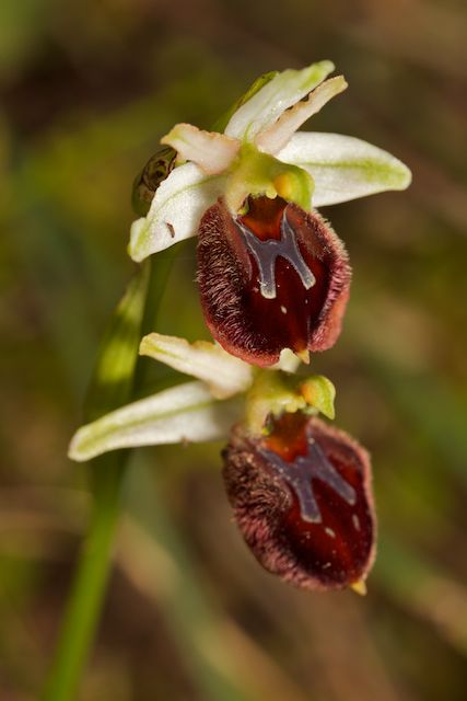 Ophrys panormitana var praecox (Ophrys précoce ) Pano10