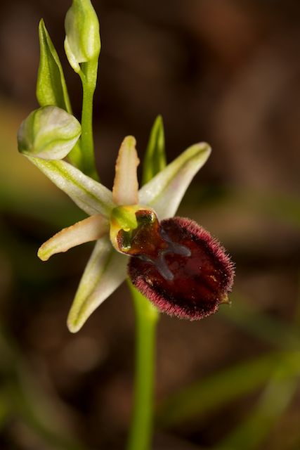 Ophrys panormitana var praecox (Ophrys précoce ) Pano_110