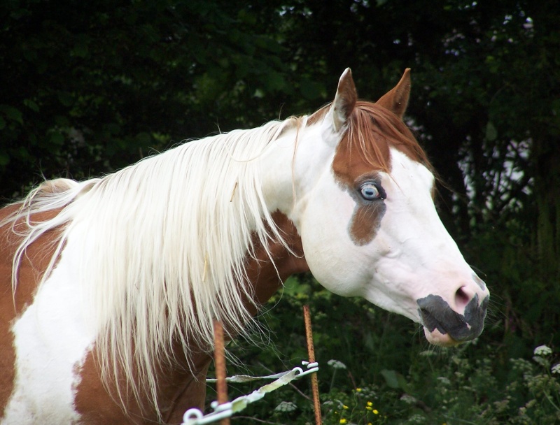 une Normande Image176