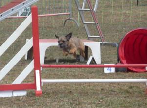 Nouvelle saison Agility 2012 - Page 2 1-p13412