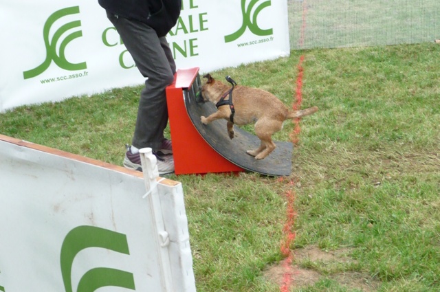 2e GPF de Flyball P1060812