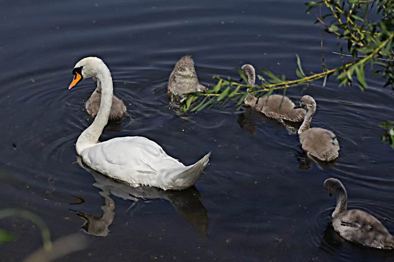 cygnes en famille Cygne_10