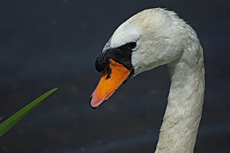 cygnes en famille Cygne_11