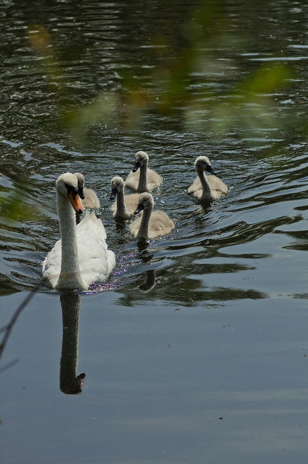 cygnes en famille Cygnea10