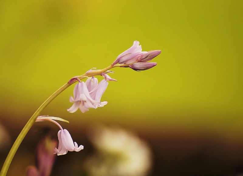 sous bois Fleurs10